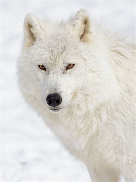 ภเгคк ค๓๏ Wolf Photography Arctic Wolf Beautiful Wolves