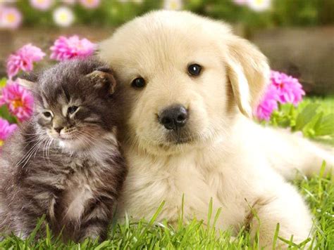 Cute cats and dogs for sale. Pin on Cute
