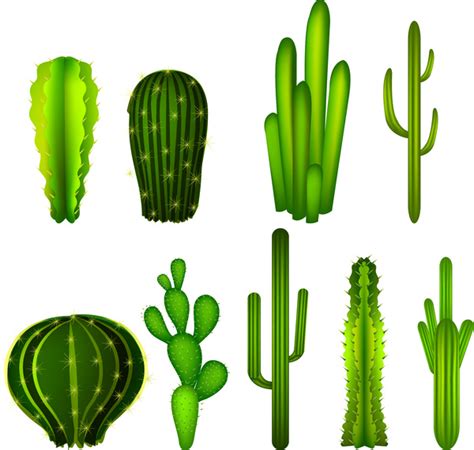 Cactus Collections Free Vector In Adobe Illustrator Ai Ai Vector
