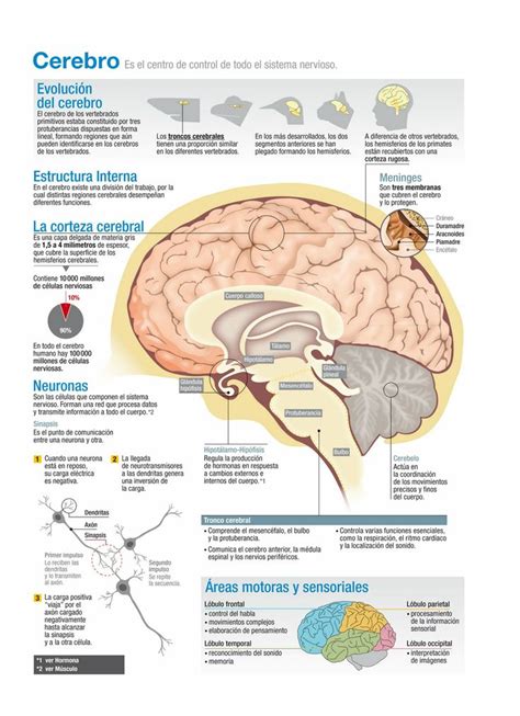 C Mo Funciona El Cerebro Humano Infograf As Y Remedios