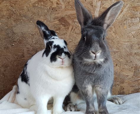 Rabbits For Adoption Laurens Bouncing Bunnies