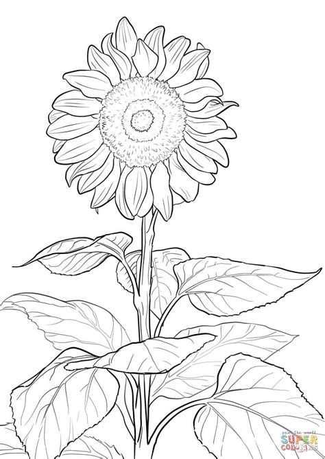 Coloring pages of sunflowers printable sunflower coloring pages. Sunflower | Super Coloring | Girasoles dibujo, Dibujos