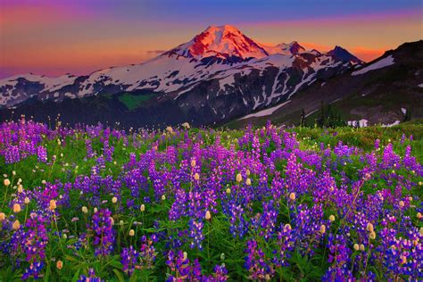 Mountainwildflowers 1533074 3000×2000 Landscape