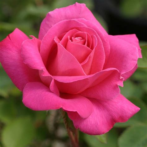 Pink Peace Hybrid Tea Roses Heirloom Roses Wonderful Flowers