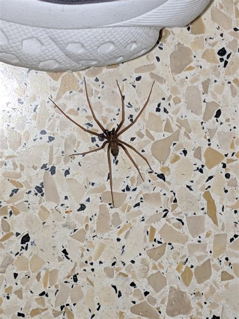 Now Im Certain That This Is A Brown Recluse Aint It Spiders