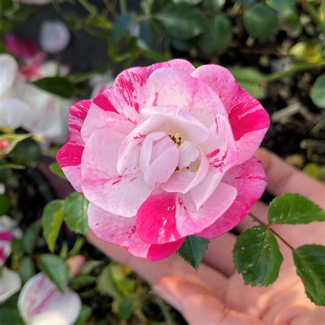 Rose Flower Carpet Pink Splash Springvale Garden Centre