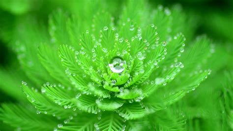 Green Leafed Plant With Water Due Wallpaper Closeup Water Drops
