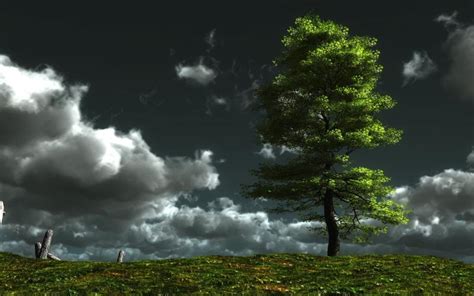 Hd Lonely Tree Wallpaper Download Free 57218