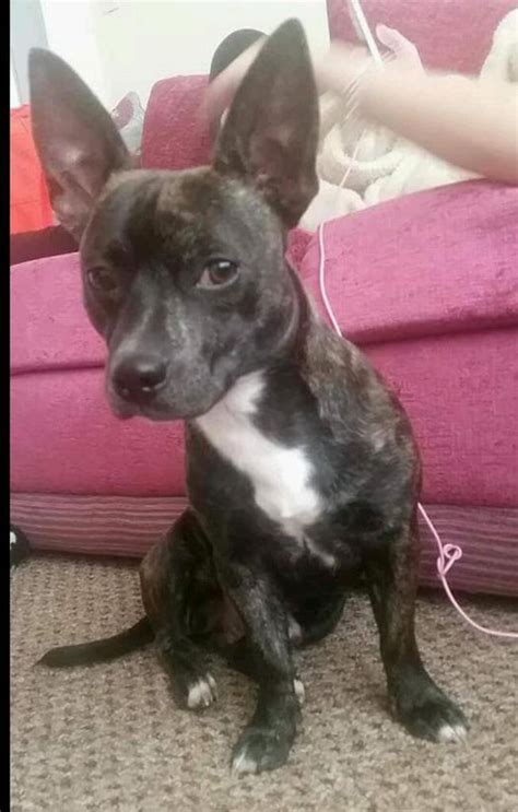 Staffy Cross Chihuahua Puppy 13months Old In Bentley South