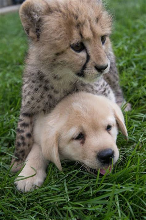 This Puppy And Cheetah Cub Are Going To Be Raised As Brothers