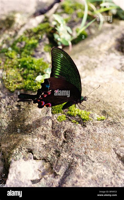 Butterfly Himalayan Paris Peacock Papilio Paris Swallowtail