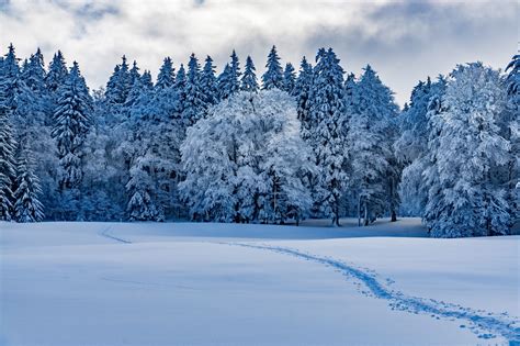 Masaüstü Doğa Kış Kar Manzara Orman Snow Tracks Bulutlar