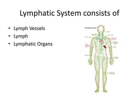 Ppt Lymphatic System Powerpoint Presentation Free Download Id2701895