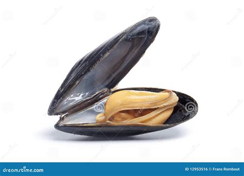 Open Single Cooked Mussel Stock Photo Image Of Horizontal 12953516