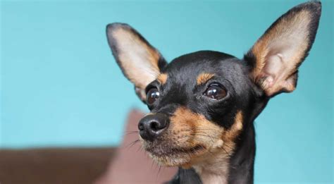 Should You Get A Miniature Pinscher Chihuahua Mix Well Help You