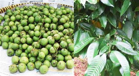 Biji pokok ganja boleh hasilkan minyak bagi buat plastik yg plastik tu mesra alam. Nama Lain BUAH GANDARIA dan 12 Manfaat Khasiat Gandaria ...