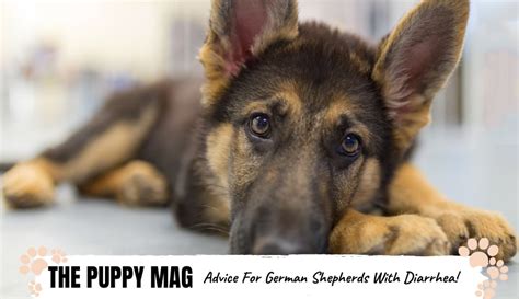 How To Help German Shepherd With Diarrhea Causes And Fixes The Puppy Mag