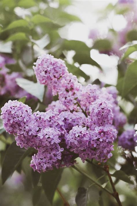 Save Who Doesnt Enjoy The Intense Fragrance And Beauty Of Lilacs