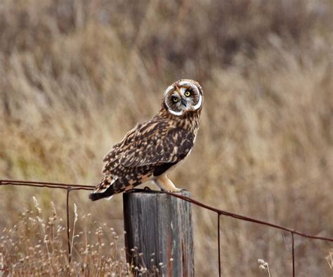Pictures And Information On Pueo Hawaiian Owl