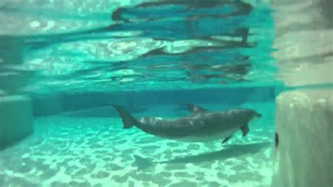 Gopro Sea World Dolphin Tank Youtube