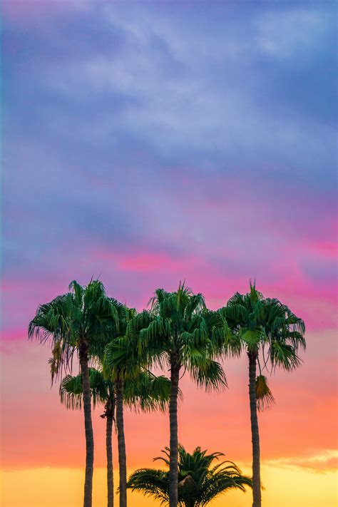 Palm Trees Sunset Sky Wallpaper 4000x6000