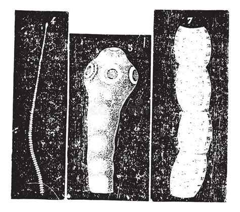 Pork Tapeworm Taenia Solium Life Cycle Hand Drawing Image Stock