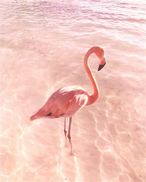 Img3171 Flamingo Flamingo Wallpaper Pink Flamingos