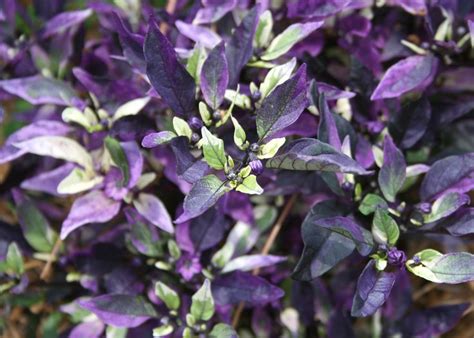 When to harvest purple bell pepper?. 11 best images about ORNAMENTAL PEPPERS on Pinterest ...