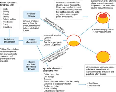 Figure 11 Relationship Of Periodontal Disease PD To Cardiovascular Diseases CVD Oral