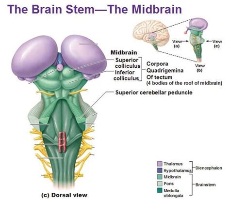Prep for a quiz or learn for fun! lamina quadrigemina - Google zoeken (With images) | Brain ...
