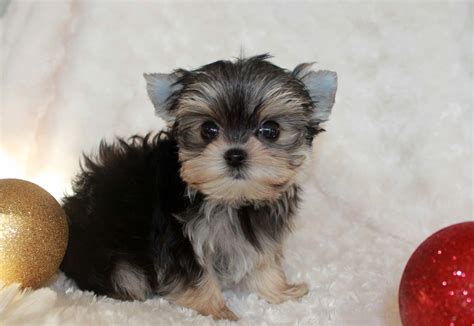 Buy Teacup Morkie Morky Puppy For Sale Iheartteacups