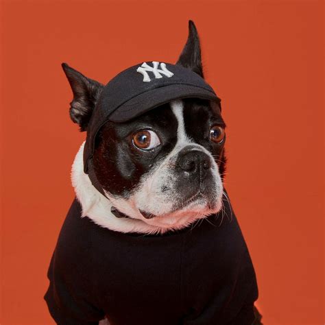 Yankees Mlb Pet Dog Hat Ny New York Cap Black For Dogs Dog Baseball