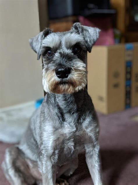 The bed head curls in check diffuser hair dryer was created to help you keep and maintain your curl pattern. Curly Hair Miniature Schnauzer - Wavy Haircut