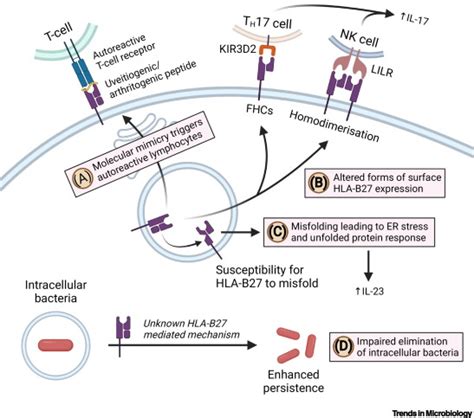 The Microbiome In Hla B27 Associated Disease Implications For Acute