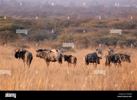 Polokwane Limpopo Hi Res Stock Photography And Images Alamy
