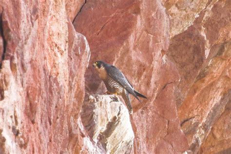 Peregrine Falcon Red Rocks John D Flickr