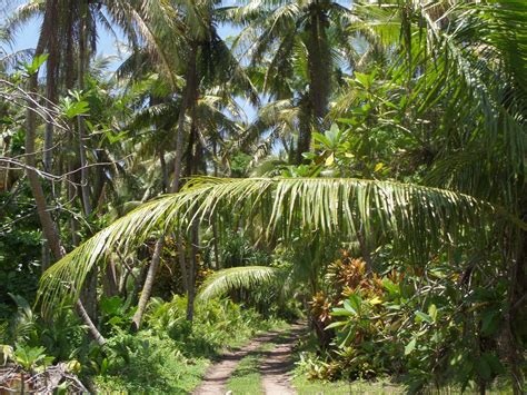 Tropical Island Forest On Guam To Be Dug Up For Military Firing Range