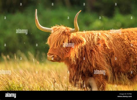 Highland Cattle In Meadow Stock Photo Alamy