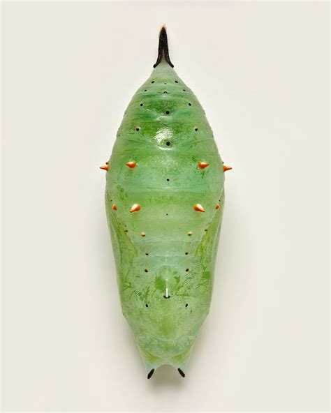 Butterfly Pupae Levon Biss
