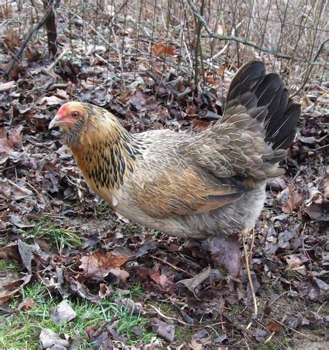 Pams Backyard Chickens Easter Egger Chicken Breed Spotlight