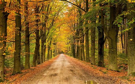 landscape nature tree forest woods autumn path road wallpapers hd desktop and mobile