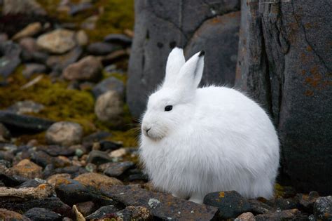 Can Snowshoe Hares Evolve To Cope With Climate Change