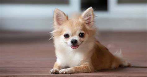 Discover The Worlds Oldest Chihuahua Imp World