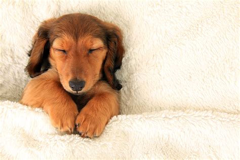 Which may cause you to wonder, how do you get a puppy to sleep through the night? Did my dog get a good night's sleep? | FitBark