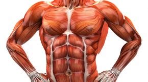 This muscle diagram is interactive: Chest | 4Ever Fitness