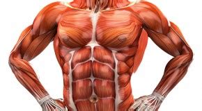 Thus when the muscle is fully contracted, the h zone is no longer visible (as in the bottom diagram, left). Chest | 4Ever Fitness