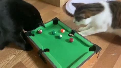 This Billiards Table Is Trending For Cat Toy In Korea Thesedays R Aww