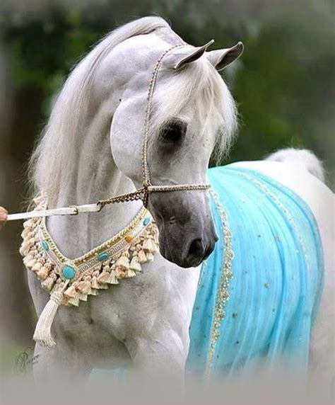 egyptian arabian horse horses   pinterest