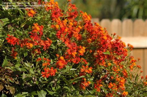 We did not find results for: PlantFiles Pictures: Mexican Flame Vine, Orange Glow Vine ...