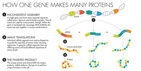 They can bind to an enhancer site or bind to an activator protein to block it. How Do Proteins Relate To Traits - BIO 7: Lecture 26-27 ...